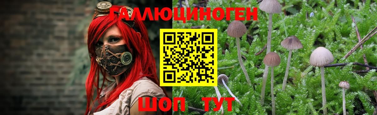 Псилоцибиновые грибы прущие грибы  Вход с VPN  Нижнеудинск 